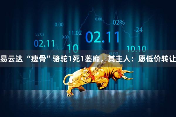 易云达 “瘦骨”骆驼1死1萎靡，其主人：愿低价转让